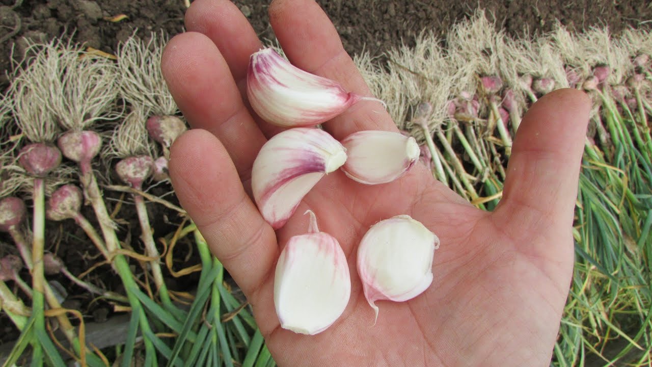 Експерти назвали ідеальні дати в жовтні, щоб посадити часник