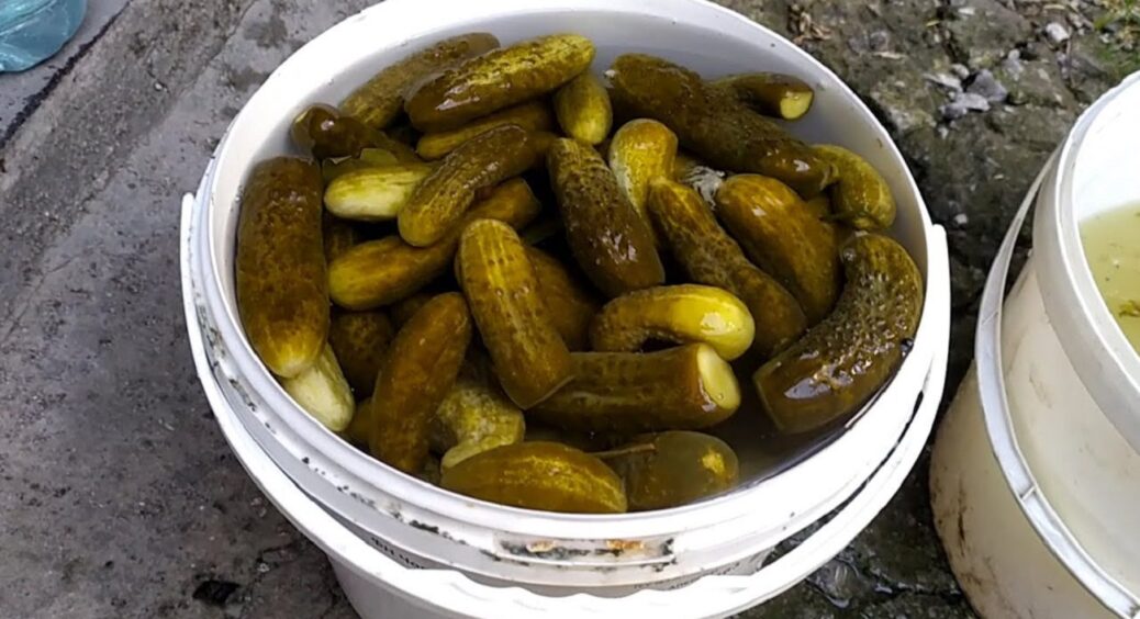 Огірки будуть хрусткі до весни: 5 правил холодного посолу, яким вчать бабусі з Вінниччини 
