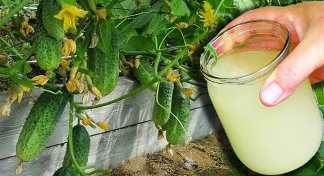 Секрет господині з Полтавщини: всього 1 літр сироватки рятує 5 грядок огірків від пожовтіння 