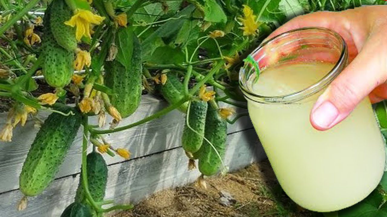 Як запобігти пожовтінню огірків на грядці за допомогою сироватки