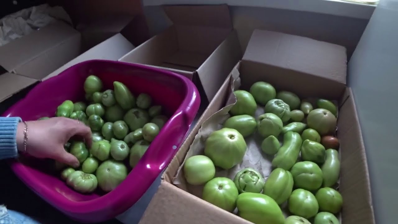 Дачники розповіли, як надовго зберегти помідори свіжими