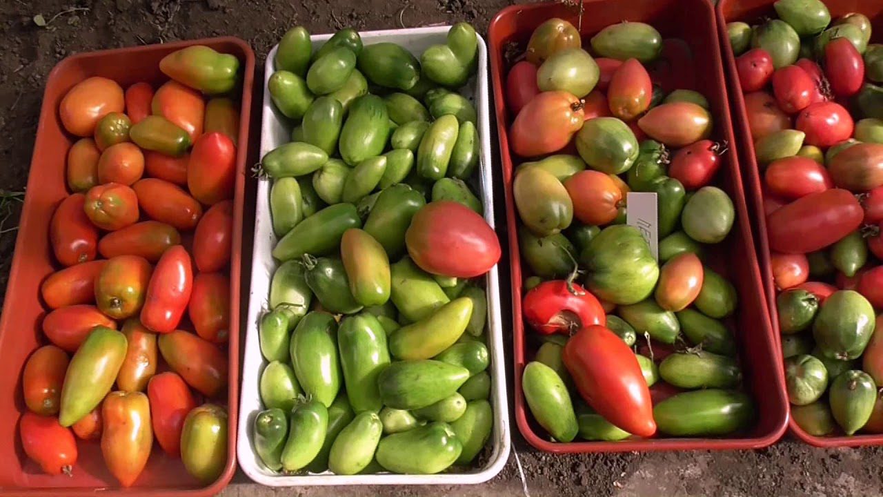 Дачники розповіли, як зберегти помідори свіжими до Нового року