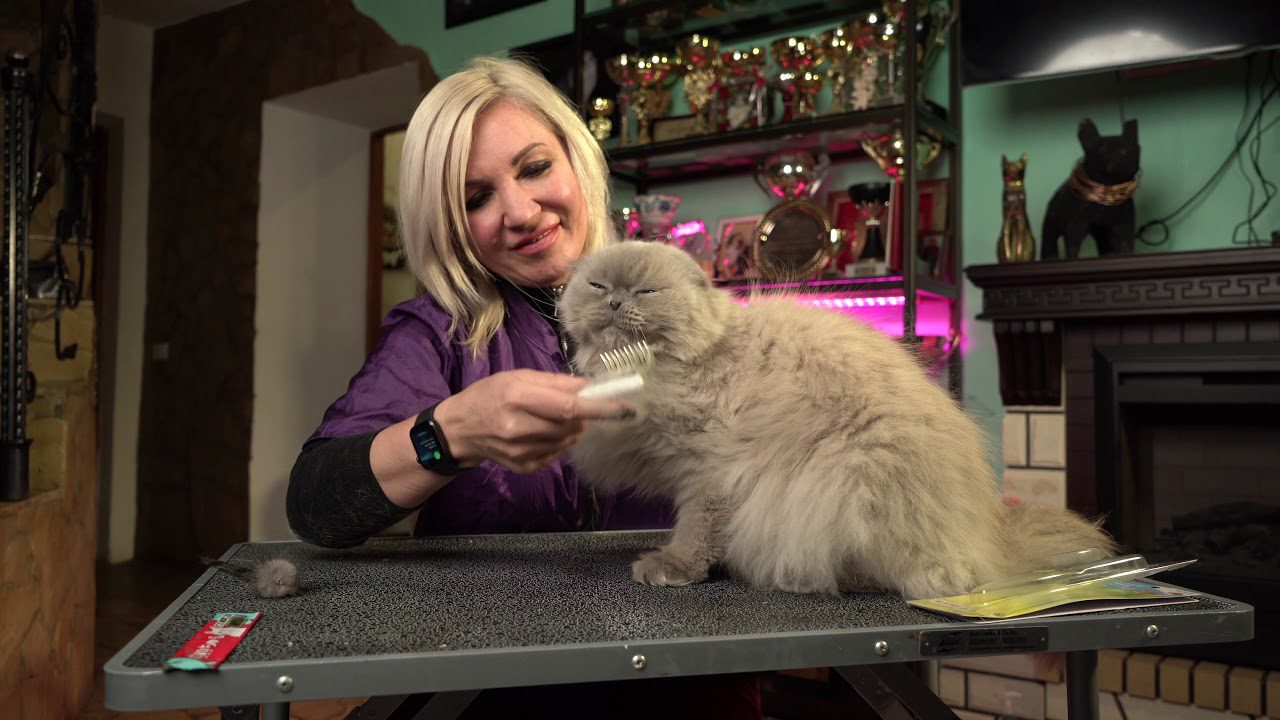 Ветеринари розповіли, як швидко вичісати кота