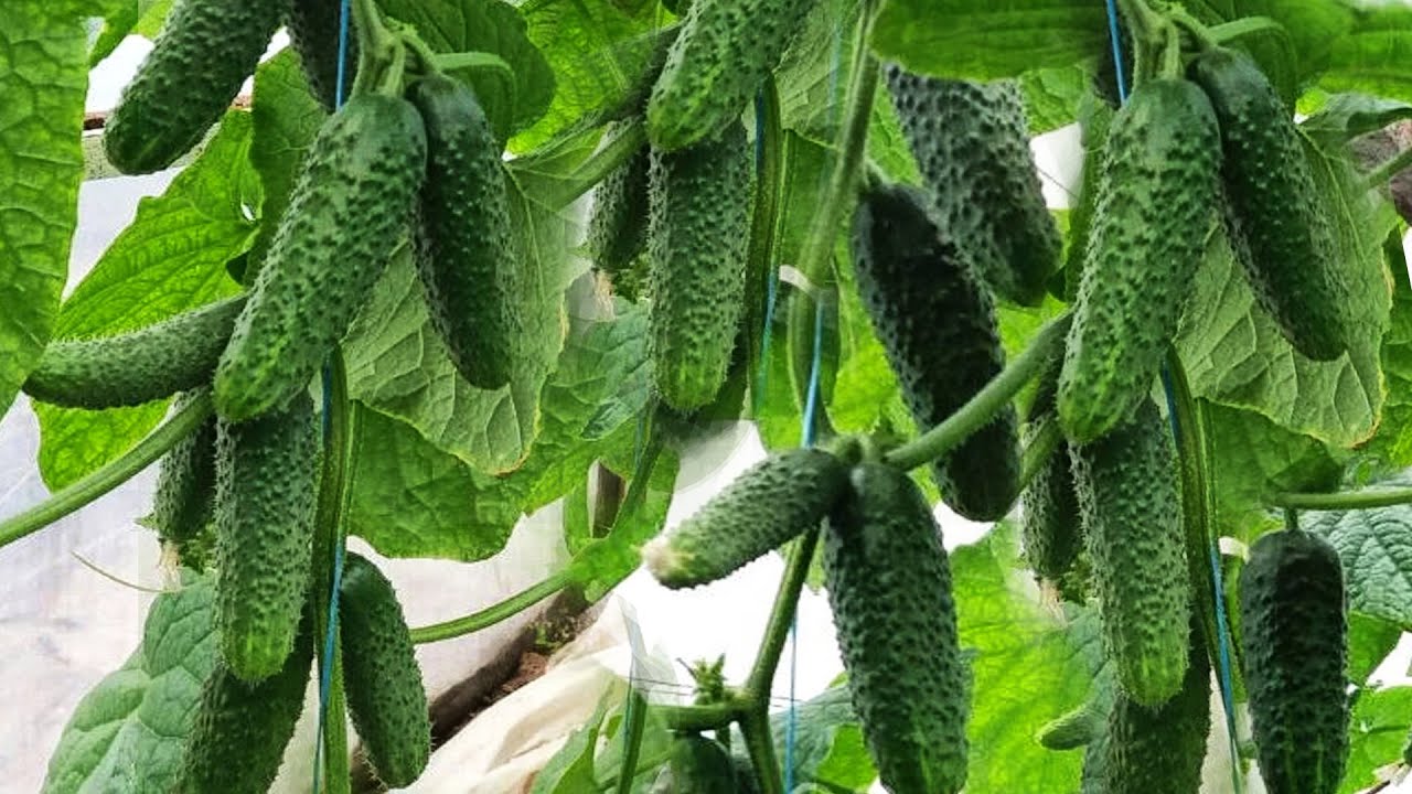 Аграрії назвали найкращі сорти огірків, які плодоносять до осені 