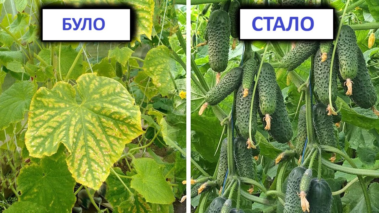 Агрономи розповіли, як врятувати урожай огірків, якщо листя почало жовтіти