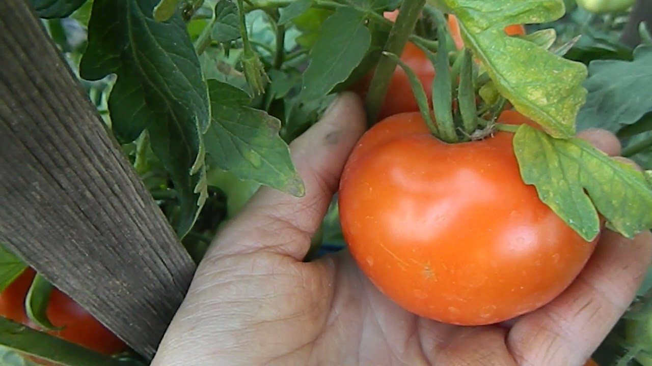 Експерт розповів, який сорт томатів дає великий врожай крупних плодів
