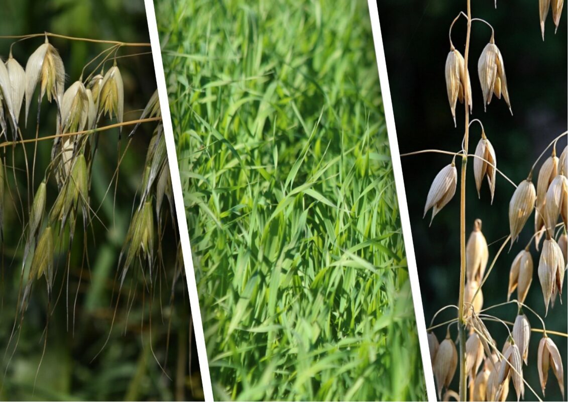 Фермери розповіли, який продукт розсипати на грядках після збору врожаю помідорів