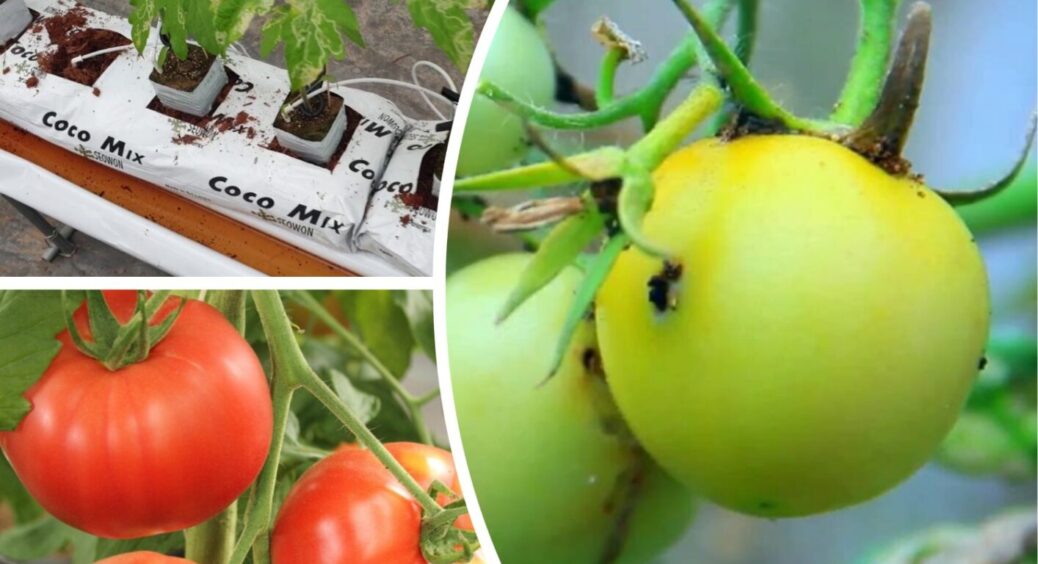 Прийшла на зміну сарані: в Україні з’явилась нова навала, що залишить вас без врожаю 