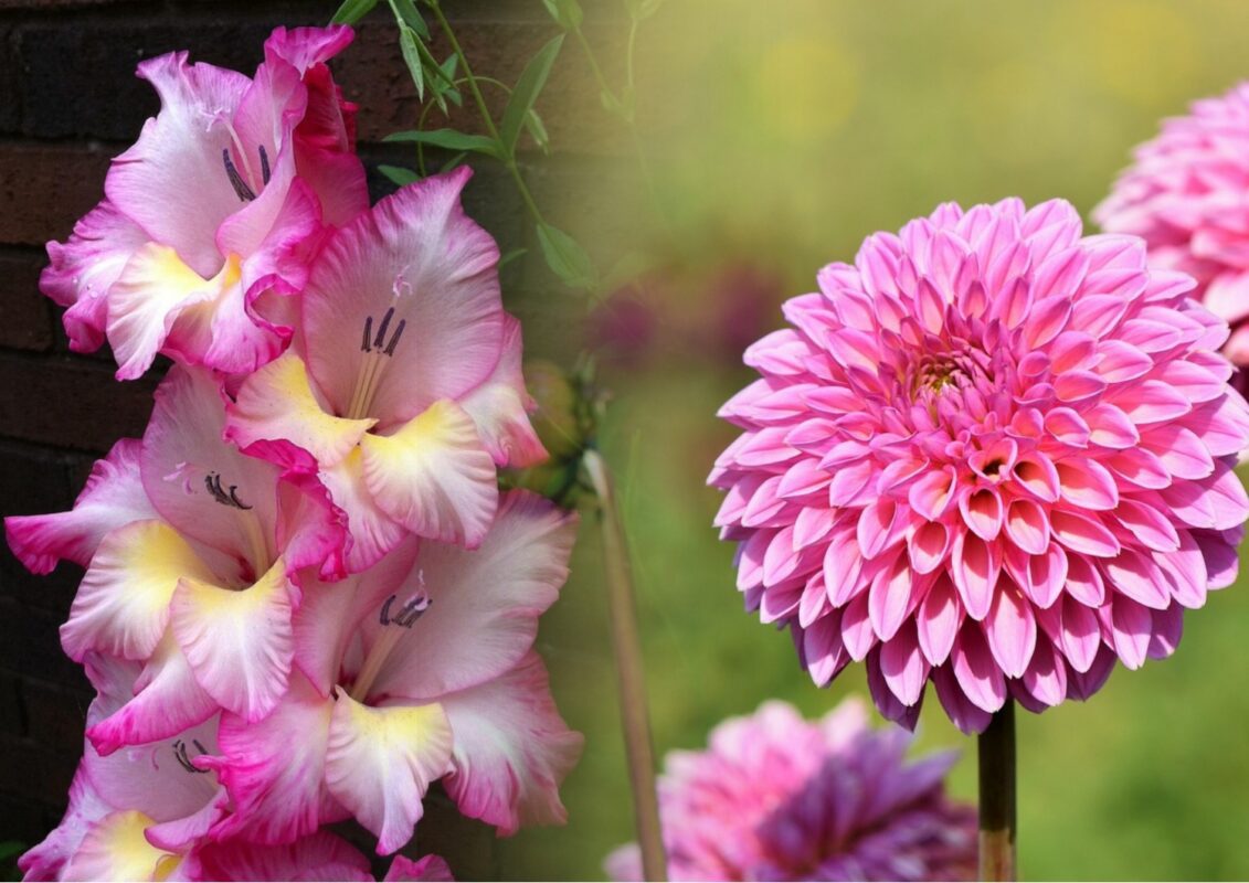 В який день осені найкраще викопувати жоржини та гладіолуси