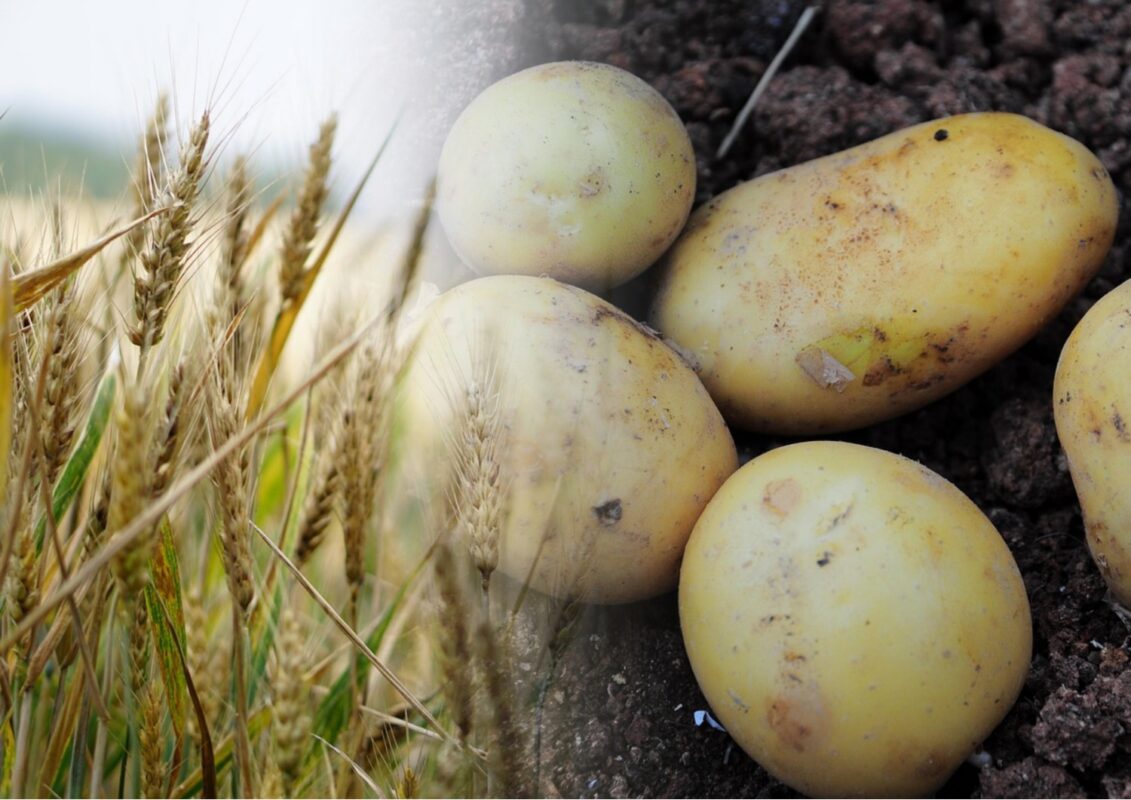 Агрономи розповіли, який 1 продукт розкидати по ділянці після викопування картоплі