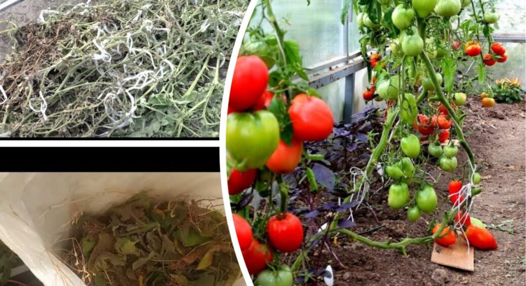 Не викидайте, воно знадобиться: яку користь несе бадилля томатів після збору врожаю – 3 ефекти 
