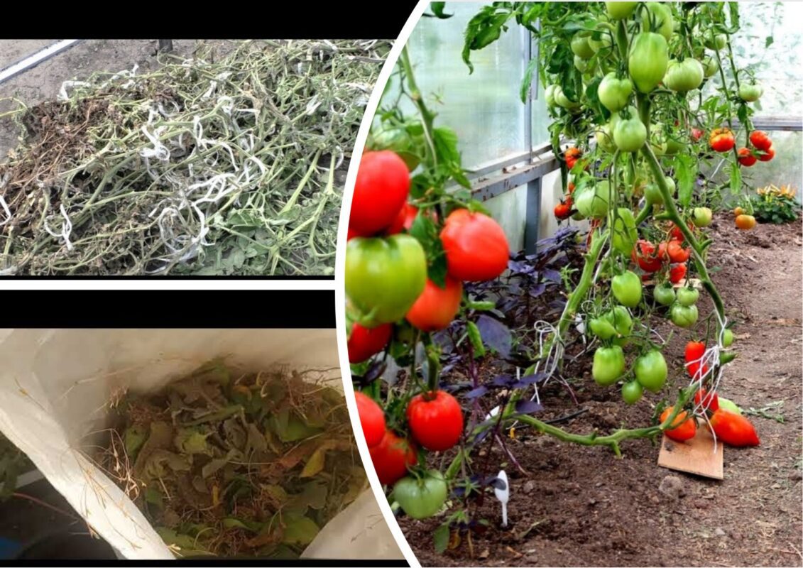 Городники розповіли, як застосувати бадилля томатів на городі