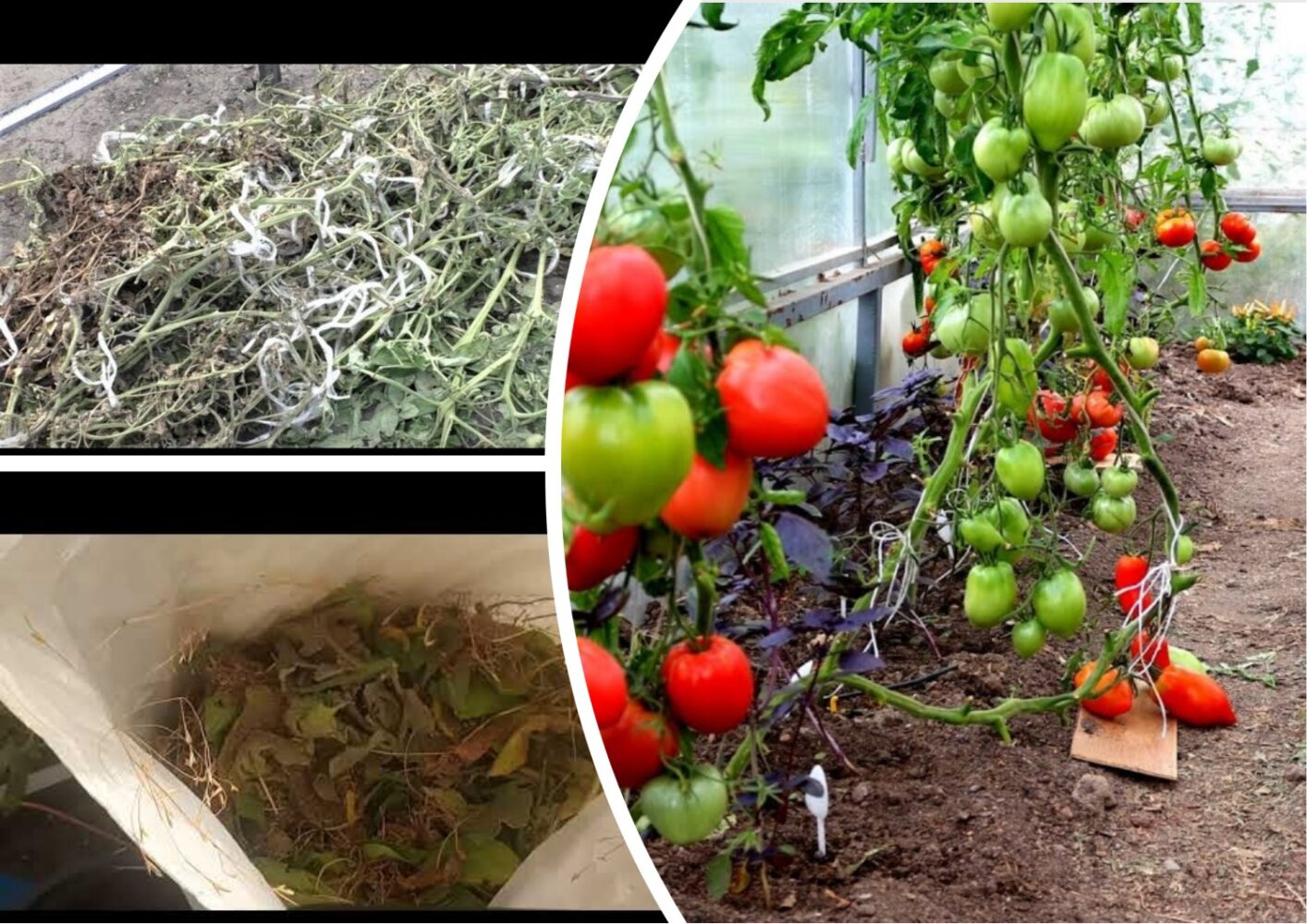 Городники розповіли, як застосувати бадилля томатів на городі