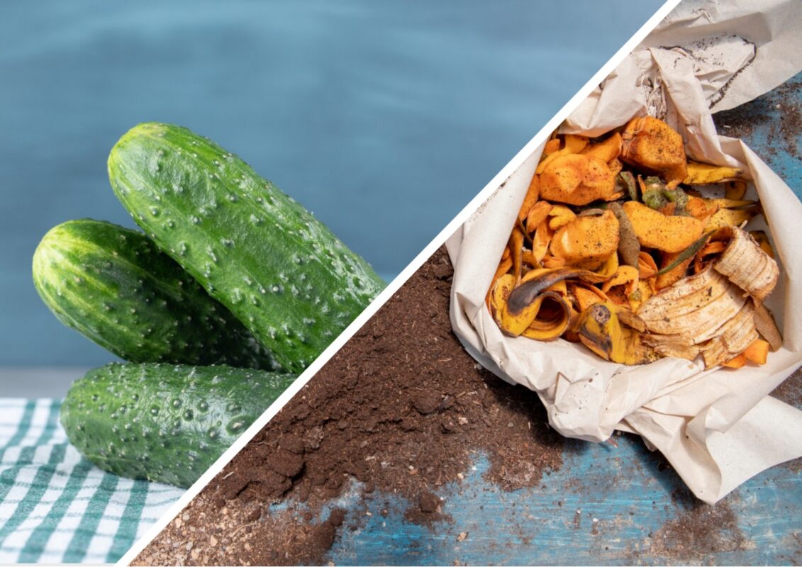 Агрономи розповіли, чим посипати ґрунт восени після огірків