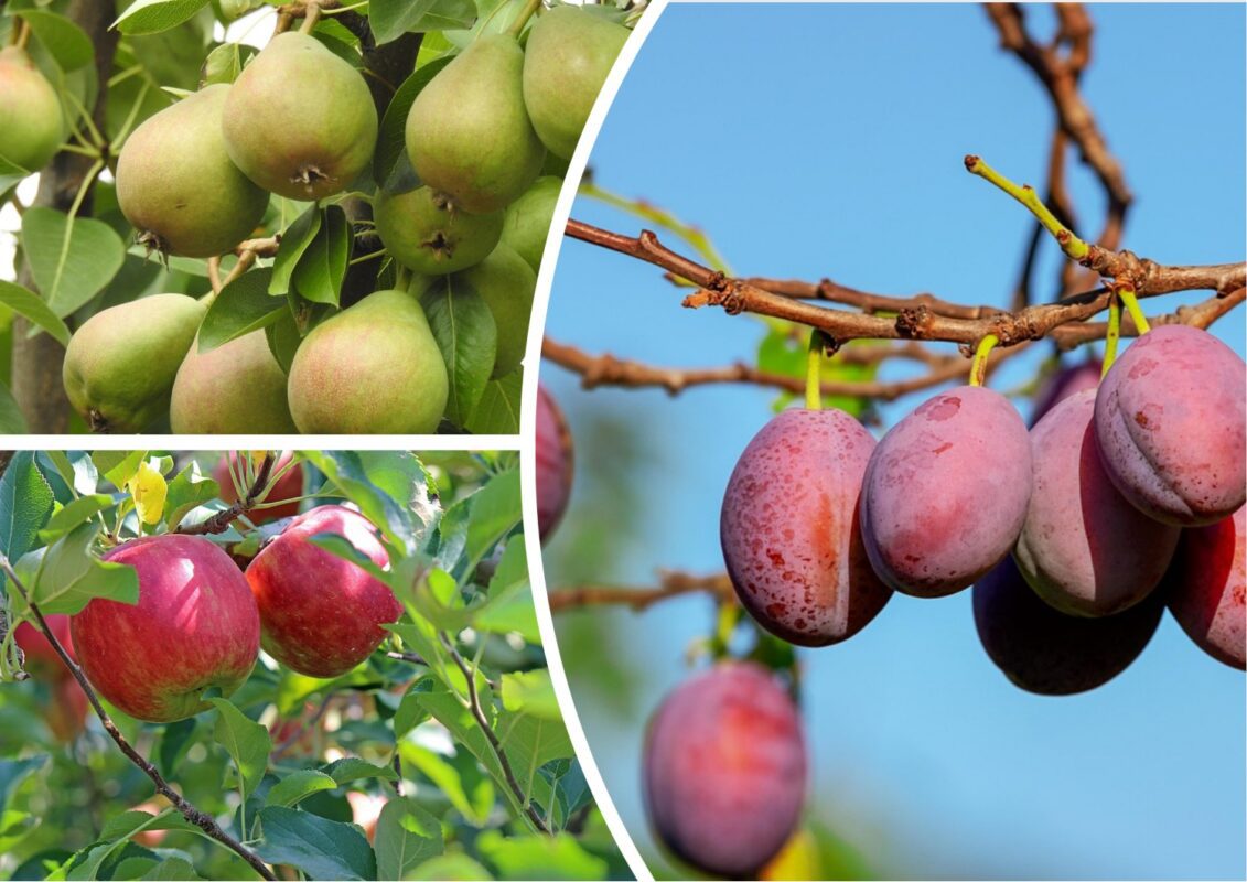Садівники розповіли, які 2 добрива в жовтні потрібні всім деревам на городі