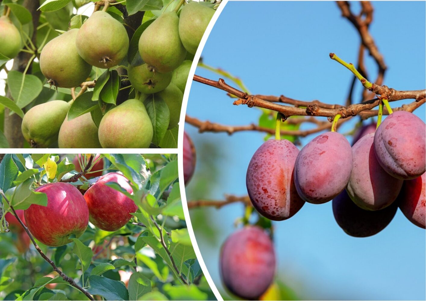 Експерти розповіли, які плодові дерева слід обрізати у вересні 2025 року