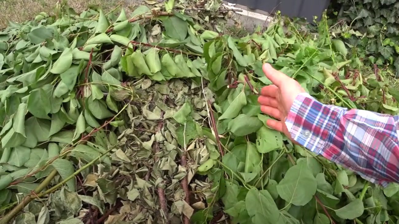 Городник розповів, як зробити супер добриво з гілок з саду після обрізки