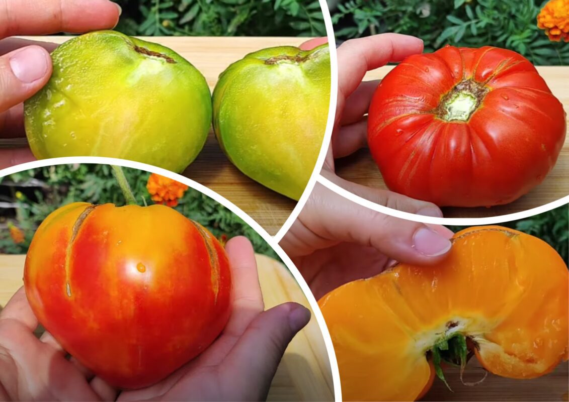 Городниця показала популярні сортові томати в розрізі, як вони є