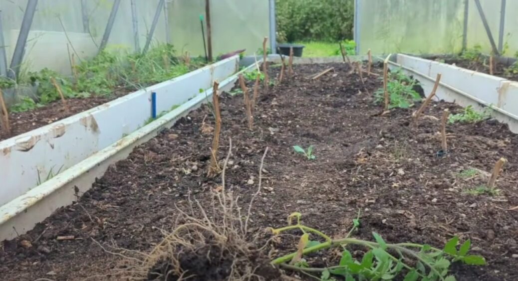 Замість гною в моєму селі додають на грядки ЦЕ: ось побачите, урожай 2026 покращиться в рази 