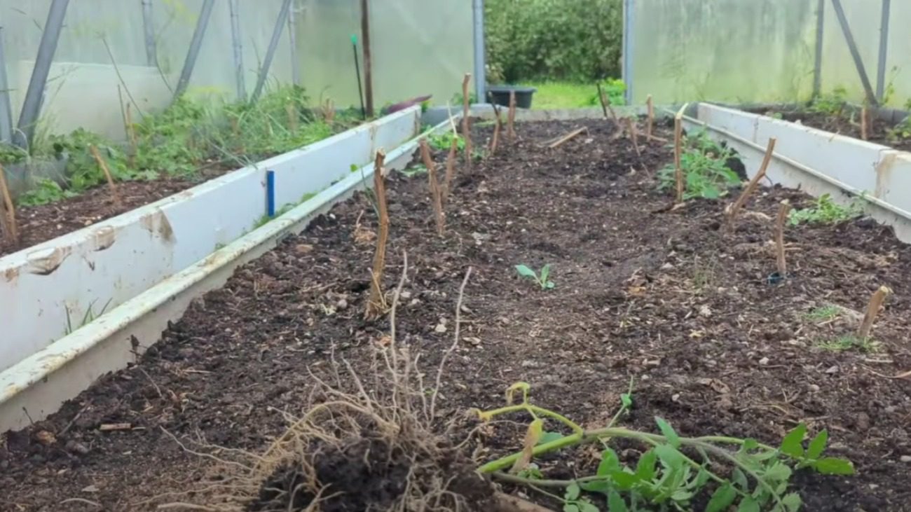 Городники розповіли, як легко відновити родючість землі у теплиці