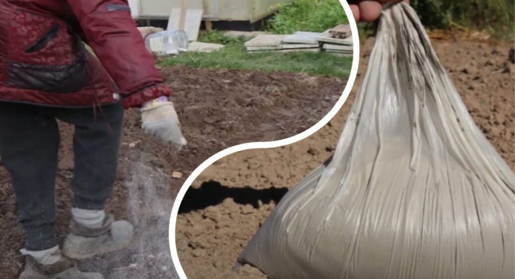 Просто розкидайте це борошно на городі: моя бабуся з Полтавщини вже 50 років робить тільки так 