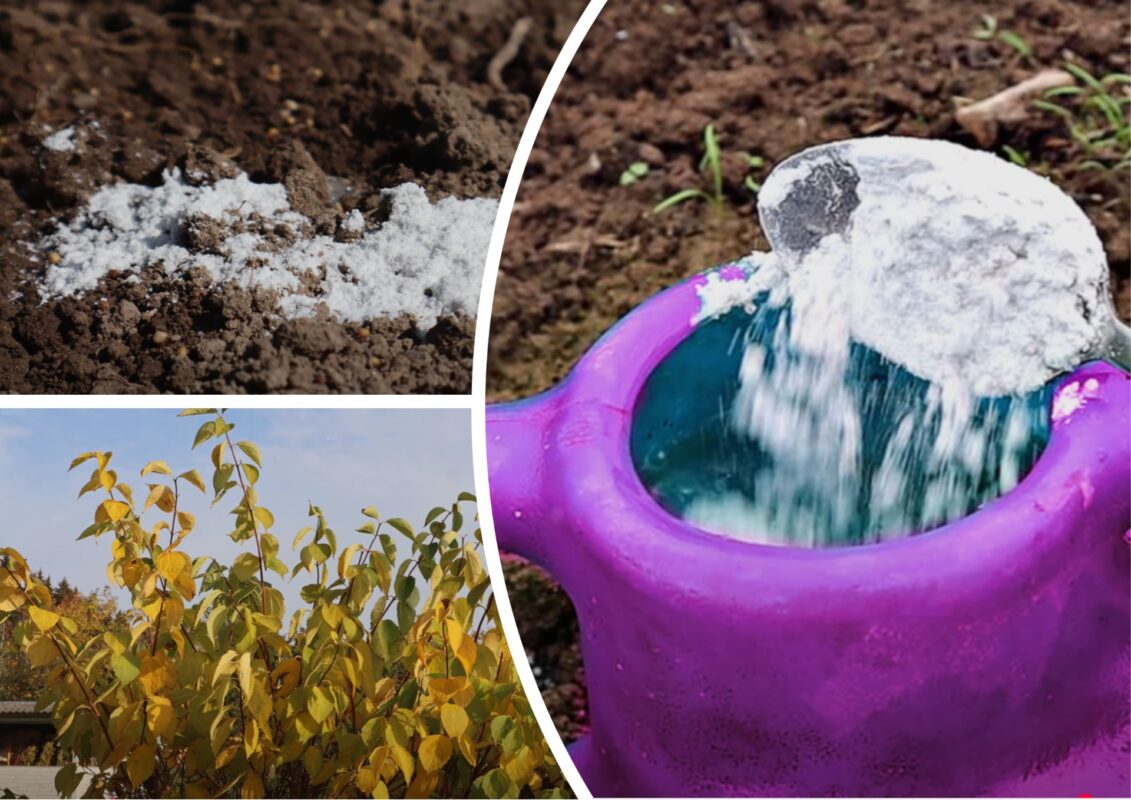 Городники розповіли, чим підживити город восени