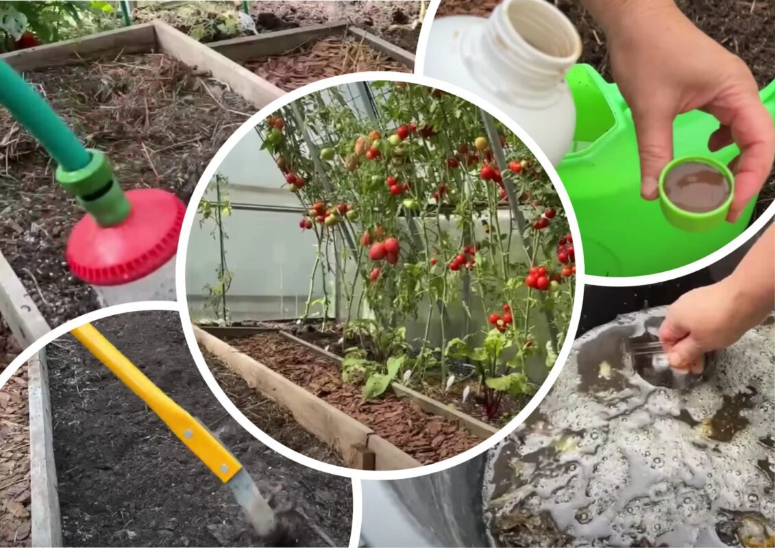 Городники розповіли, що потрібно обов'язково зробити після збору томатів