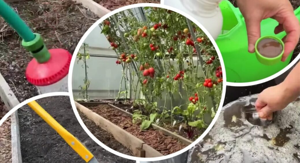 Зробіть це відразу після збирання томатів! Так завжди роблять у моєму селі на півдні України 