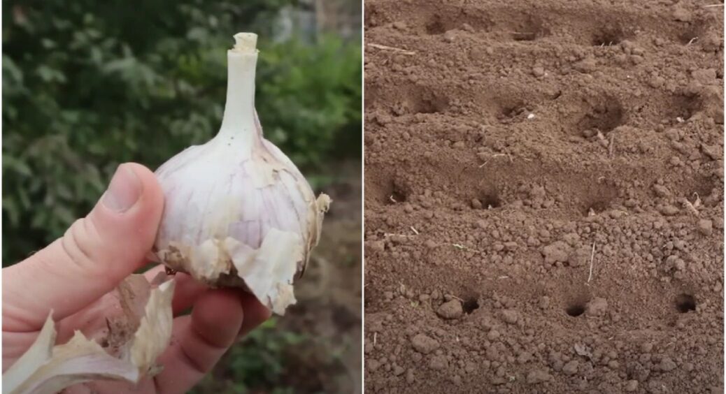 Озимий часник варто сіяти не у вересні, а у жовтні: секрет простий, але працює 10 років поспіль 