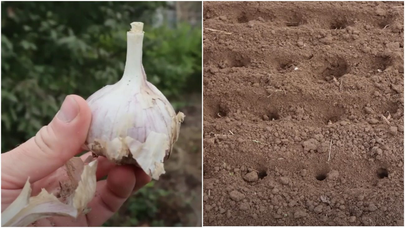 Городник розповів, як правильно садити озимий часник, щоби був урожай