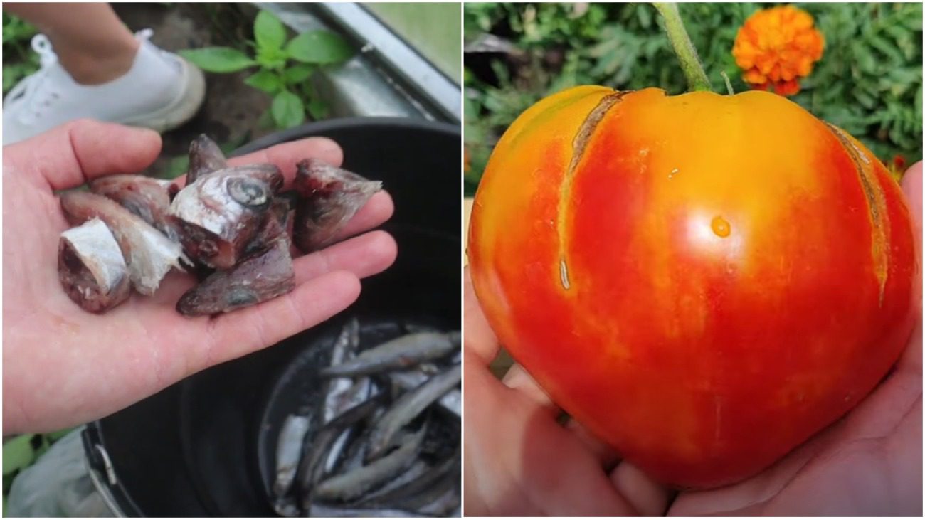 Навіщо потрібно кидати кістки від риби під помідори