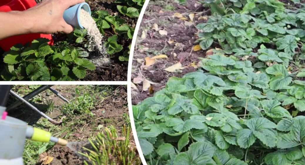 Настав час зробити ЦЕ: саме у вересні і жовтні 2025 дуже важливі для полуниці та суниці ці 4 дії 