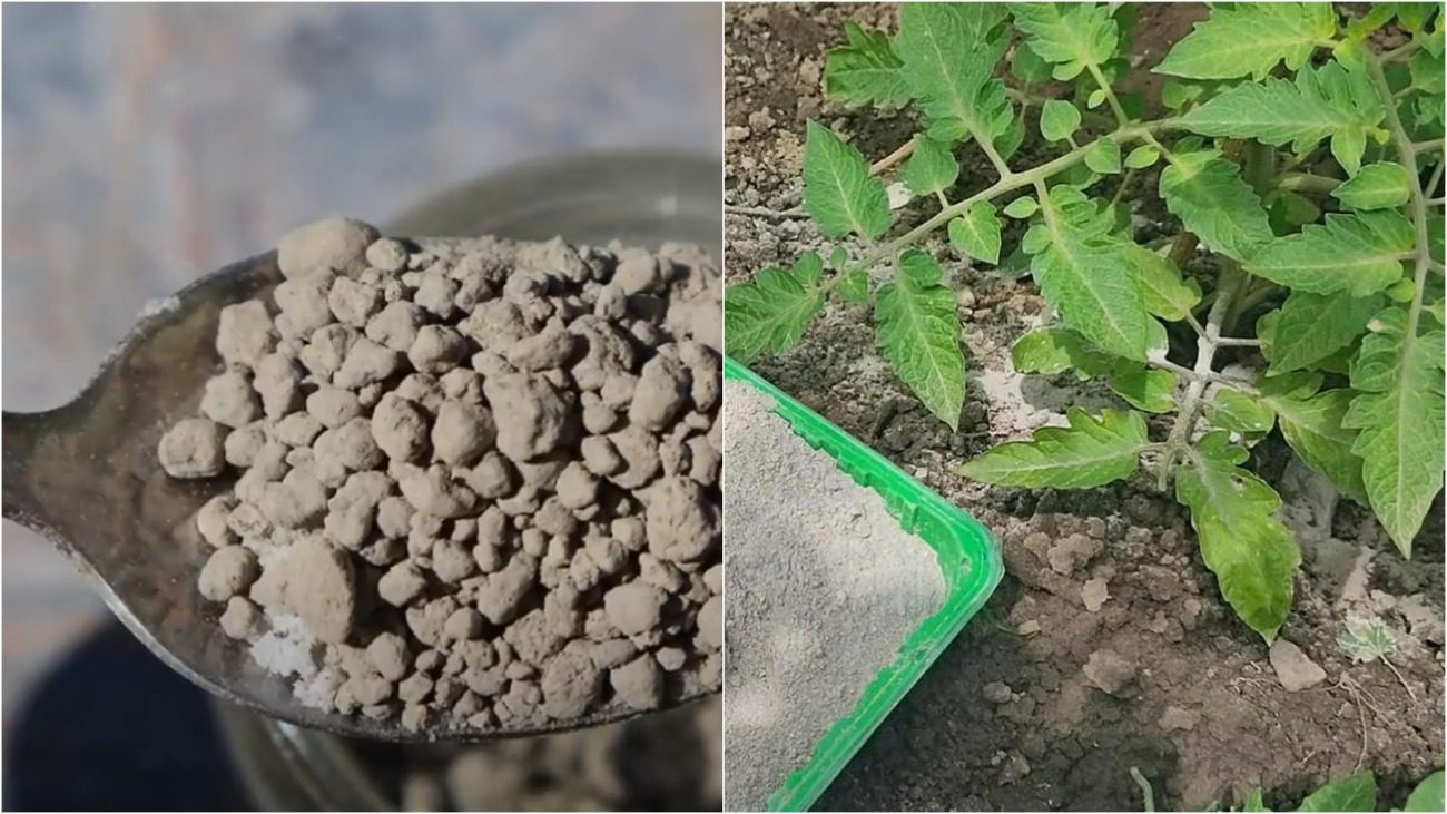 Городниця розповіла про диво-добриво: лише 1 столова ложка восени