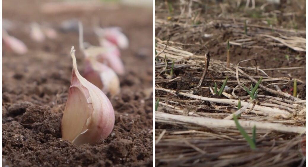Чому на Полтавщині завжди зростає великий озимий часник? Треба знати всього 3 простих правила 