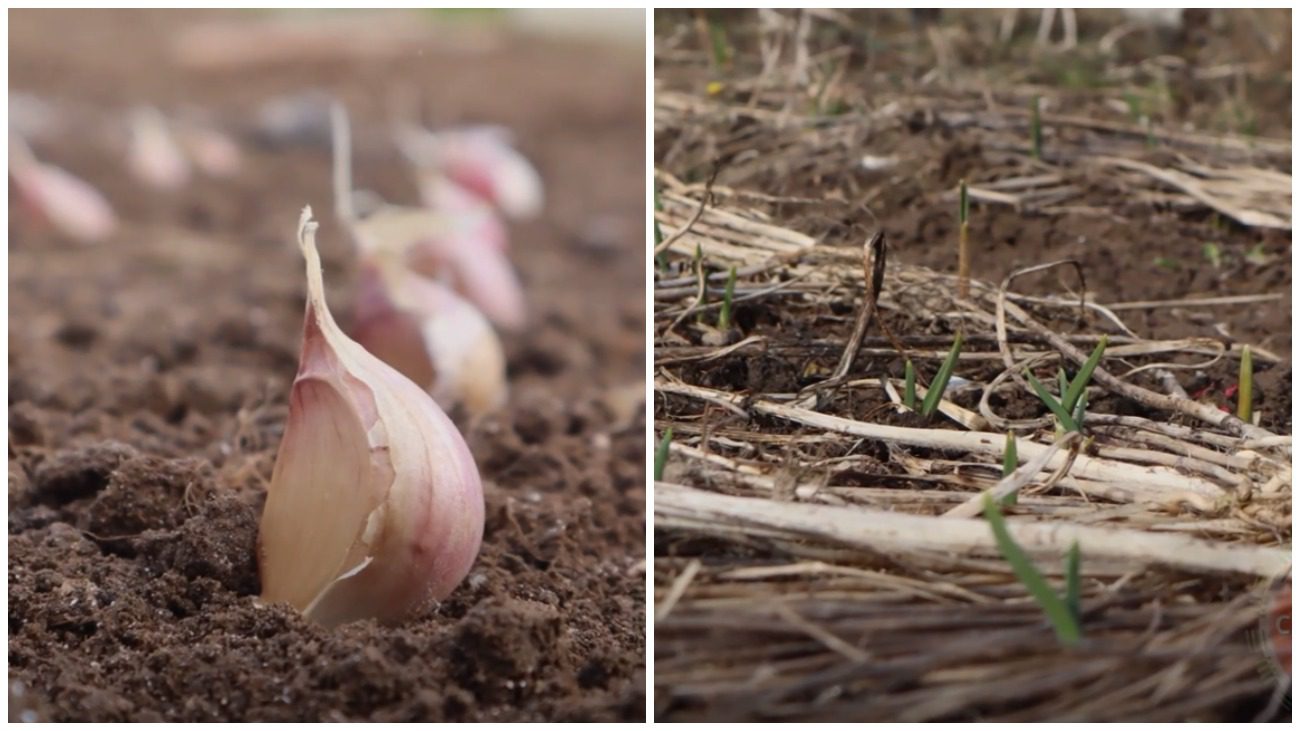 Городники розповіли про новий спосіб посадки озимого часнику