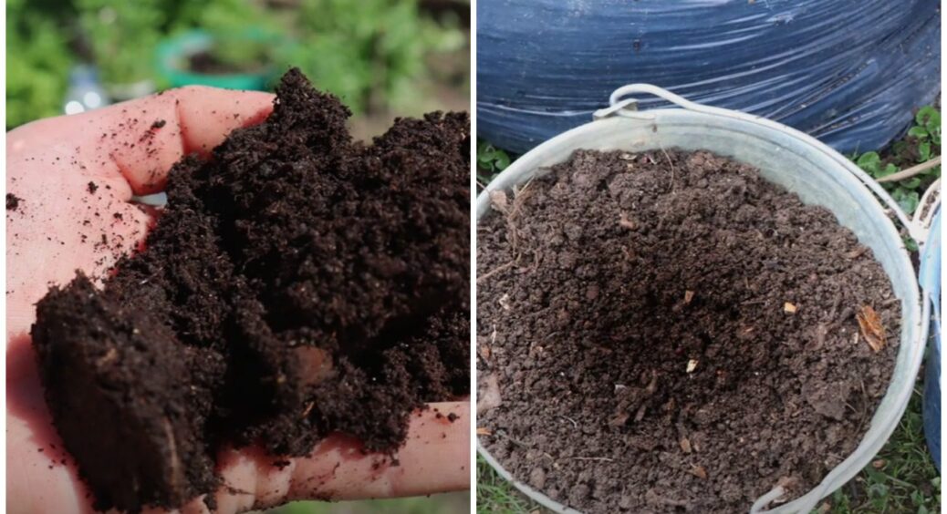 Дуже старий метод удобрення ґрунту восени. Нічого не коштує, а земля відновиться за 6-8 тижнів 