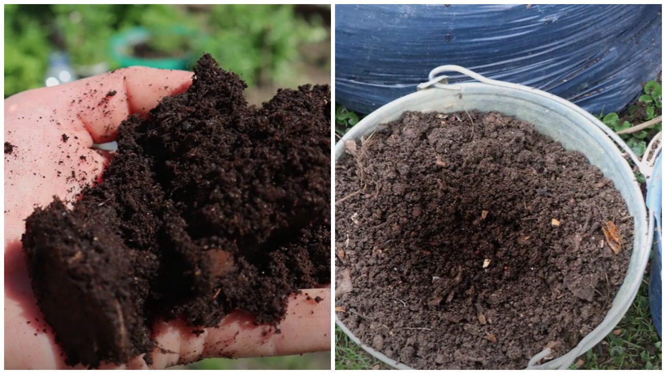 Городники назвали 3 найпотужніші осінні підгодівлі