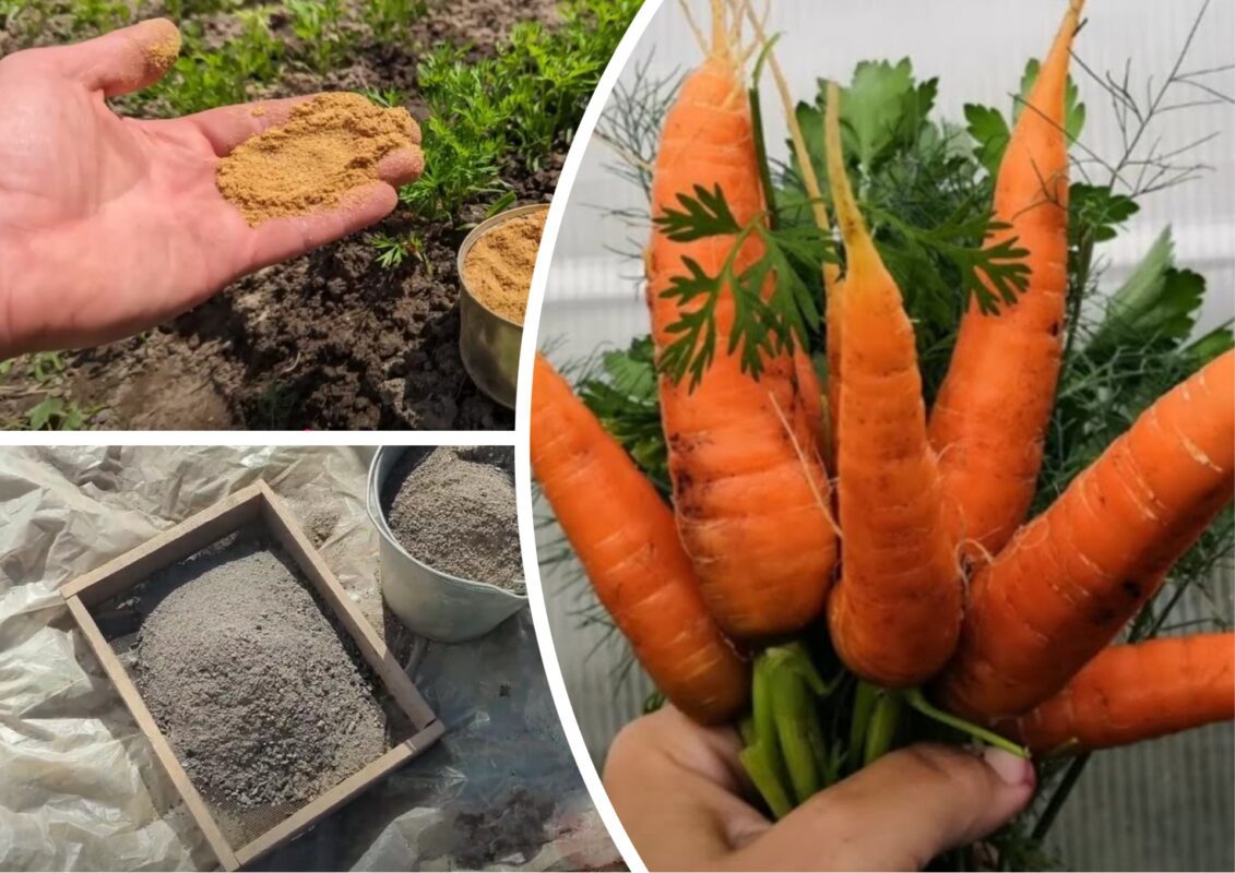 Городниця розповіла, чим підгодувати моркву, щоб вона стала солодкою