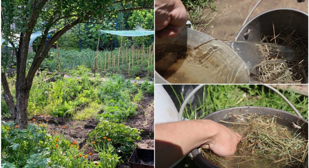 Це добриво стало справжньою сенсацією 2025 року! Просто заварюю ЦЕ та обробляю всі грядки 