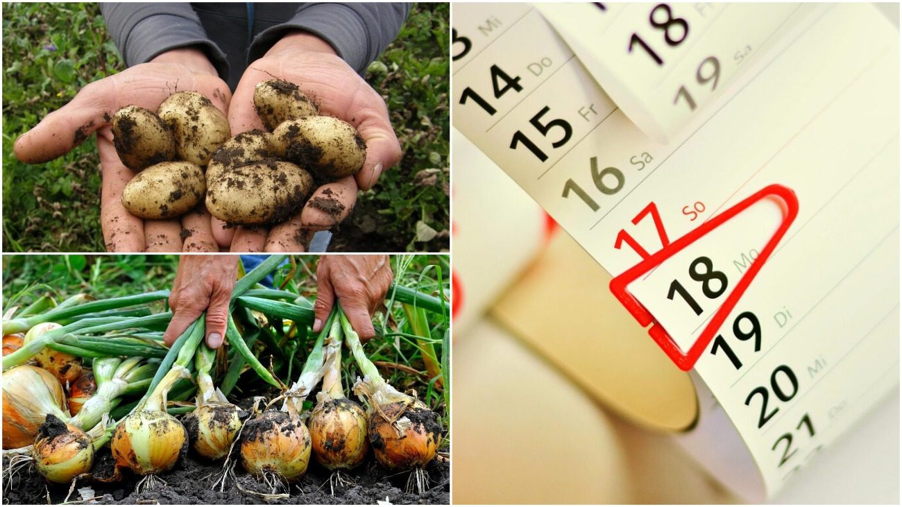Експерти розповіли, коли сіяти та садити під зиму у листопаді за місячним календарем