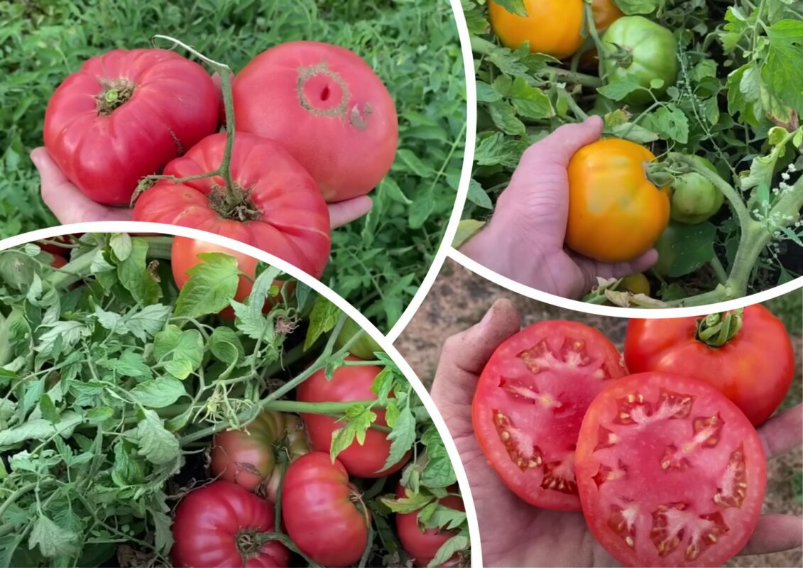 Городники назвали найкращі сорти великих томатів 2025 року