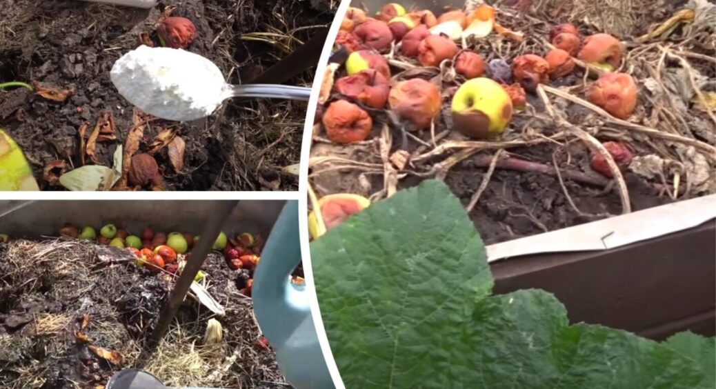 1 ложка восені і весною у вас буде ціла купа найпотужнішого удобрення: робила бабуся, а тепер і я 