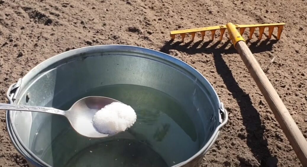 За 100 років краще не знайшли: дуже старий метод удобрення ґрунту – 1 ложка і земля як нова 