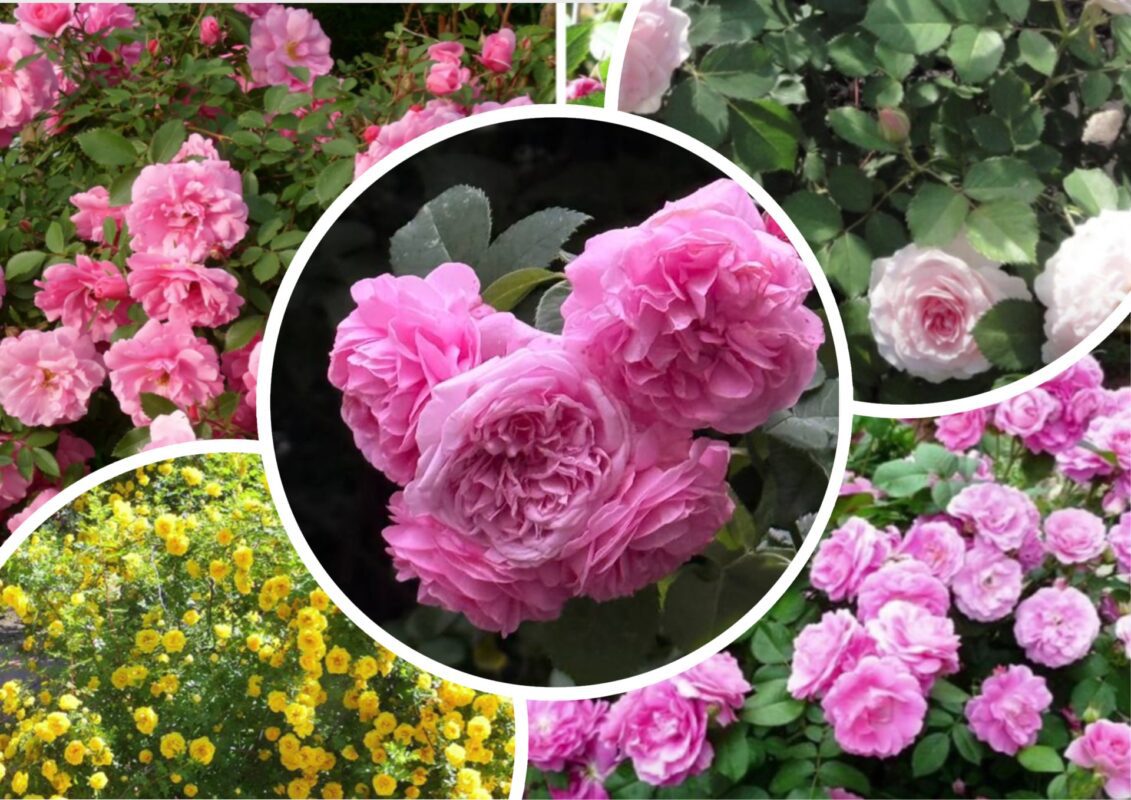 Городники назвали сорти троянд, які витримують будь-які морози