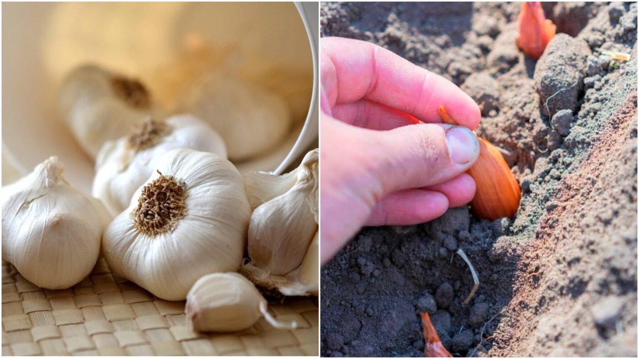 Коли садити цибулю та часник у 2025 році за місячним календарем