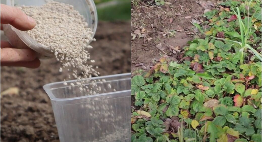 Можете перевірити! Змішавши 2 пачки цих дешевих добрив восени, ви отримаєте шикарний урожай 