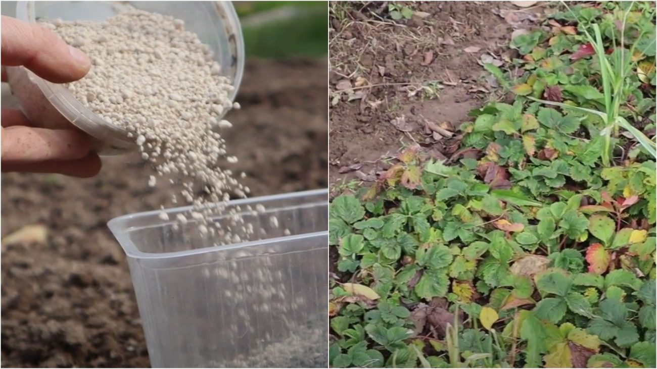 Городники назвали найкращі осінні добрива: перевірено роками