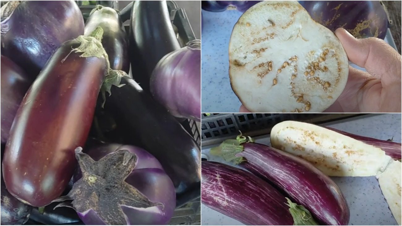 Городники назвали найкращі сорти баклажанів 2025 року 