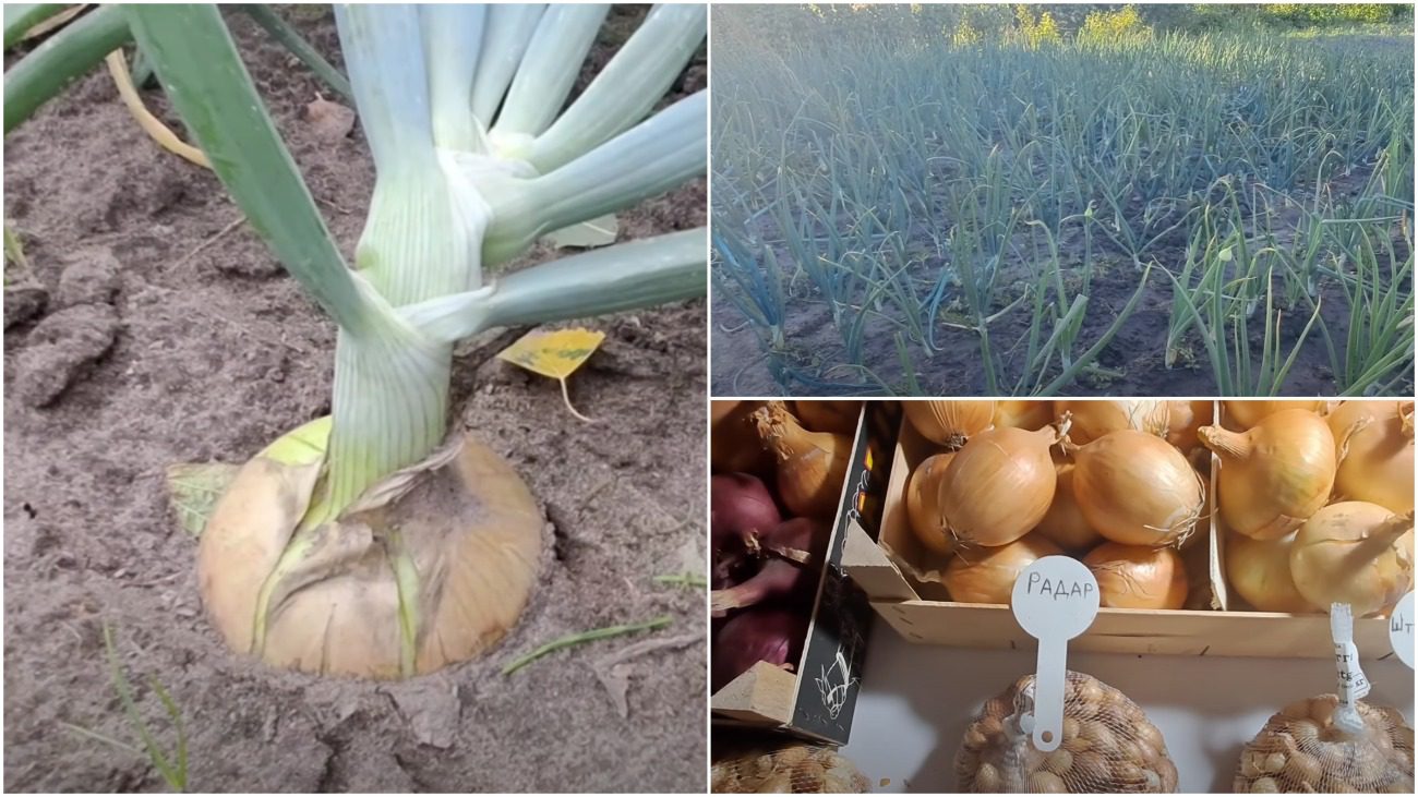 Городники назвали найкращі сорти для посадки озимої цибулі