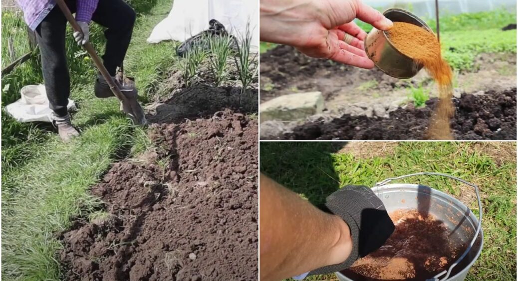 Цілком відмовився від гною та сидератів 10 років тому: роблю ТАК і все росте, як на дріжджах 